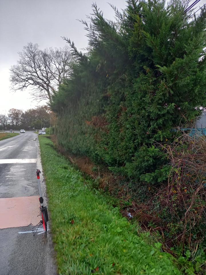 Relevé du linéaire à la roue de mesure le long de la haie sous la ligne