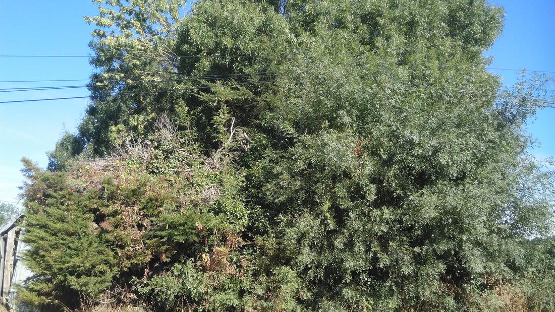 Végétation envahissant le réseau aérien — avant intervention d'élagage